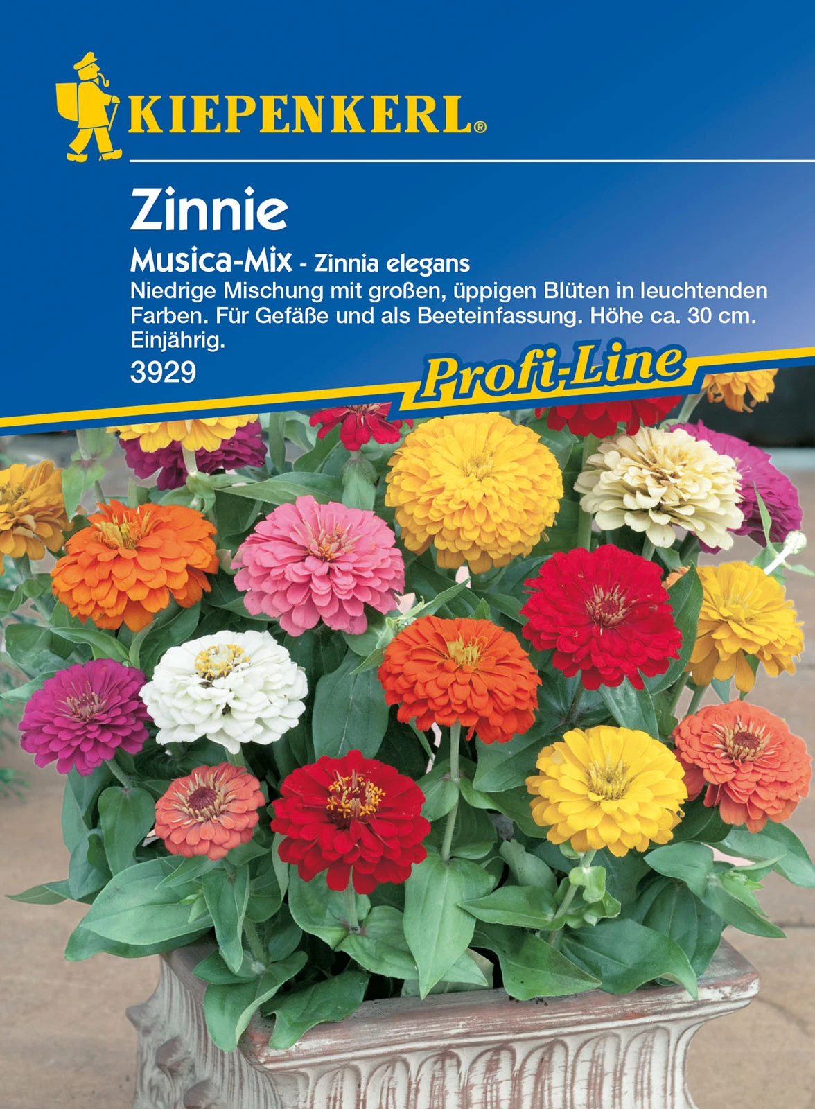 Zinnie Musica | Zinniensamen Von Kiepenkerl