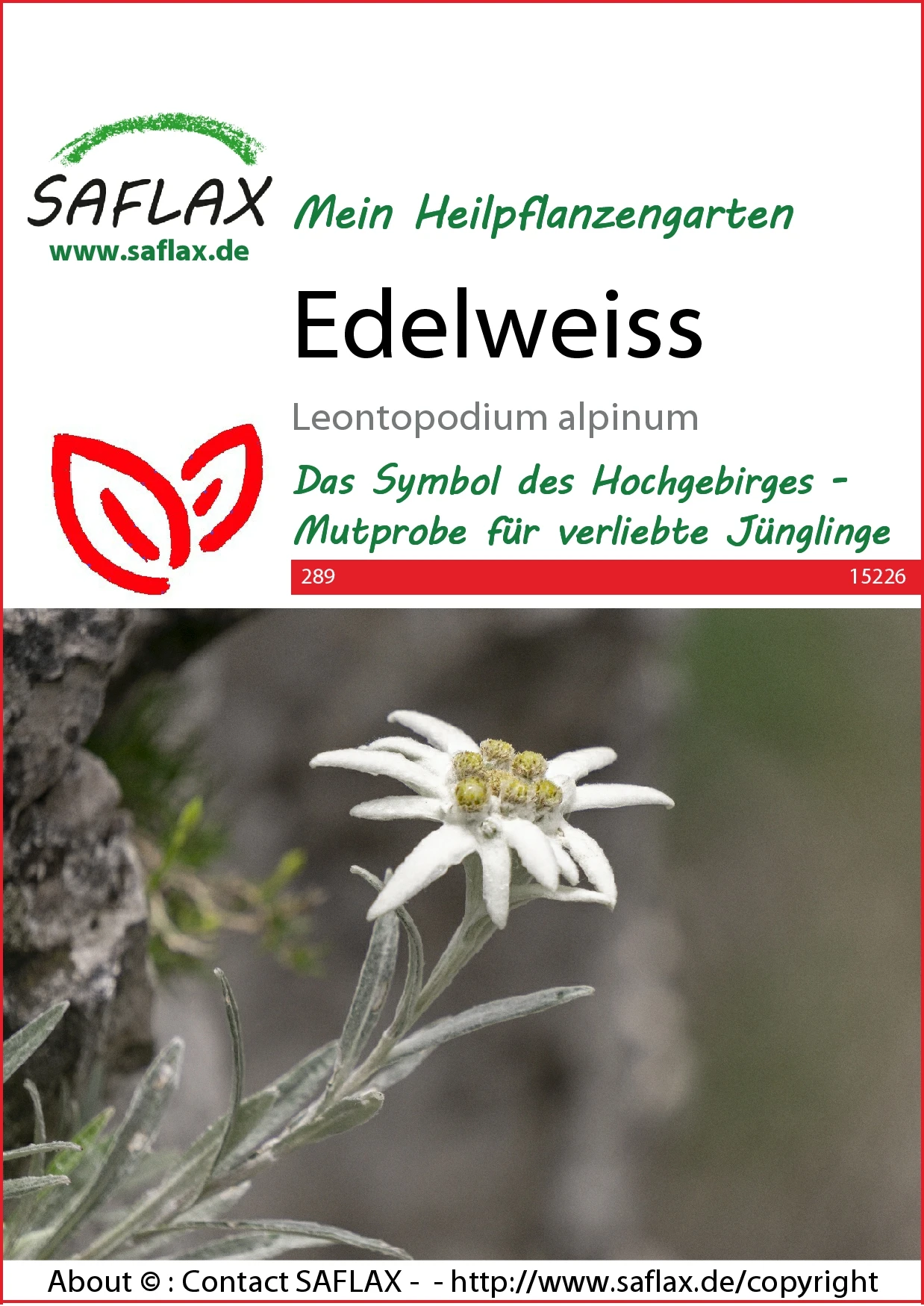 Edelweiss | Wildblumensamen Von Saflax – Bild 2