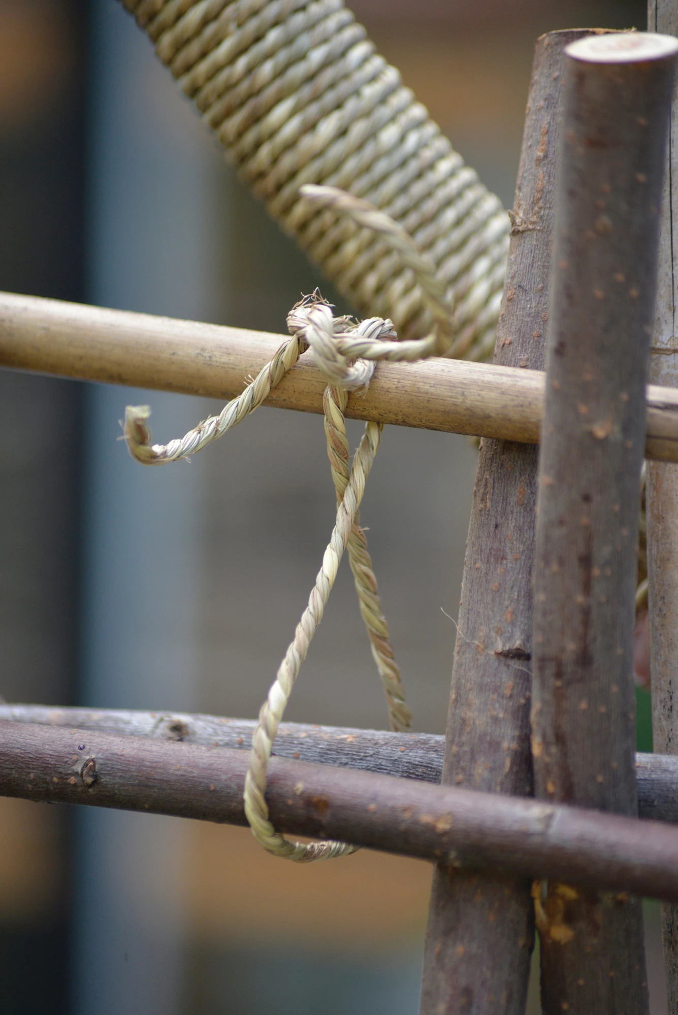 Schlickgräser (15 M) | Gräsersamen Von Nelson Garden