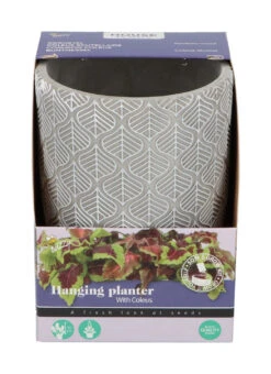 Buntnessel | Buntnesselsamen Von Buzzy Seeds