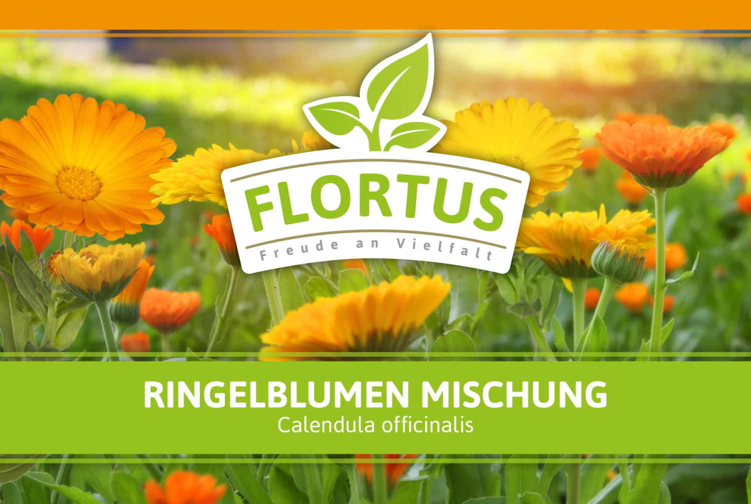 Ringelblumen Mischung | Blumenwiese Von FLORTUS – Bild 7